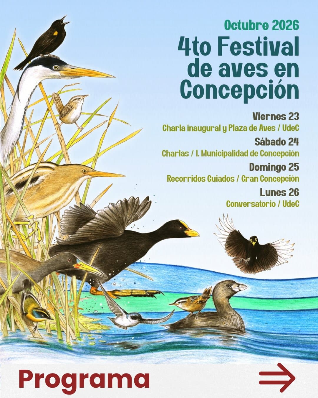 4to Festival de Aves en Concepción: inscripciones abiertas para excursiones y actividades gratuitas