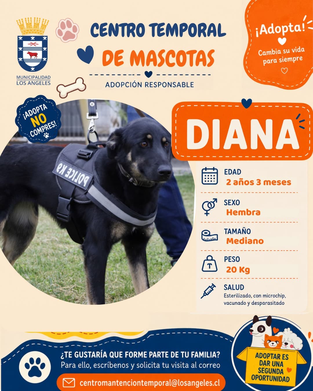 Adopta un Amigo: Perritos del Centro Temporal de Mascotas Buscan Hogar en Los Ángeles